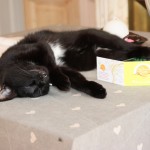 sieste