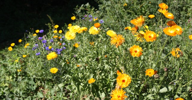Cours de sensibilisation à la permaculture