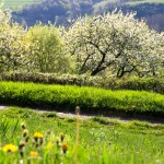 cerisiers-en-fleurs-la-source-doree.fr