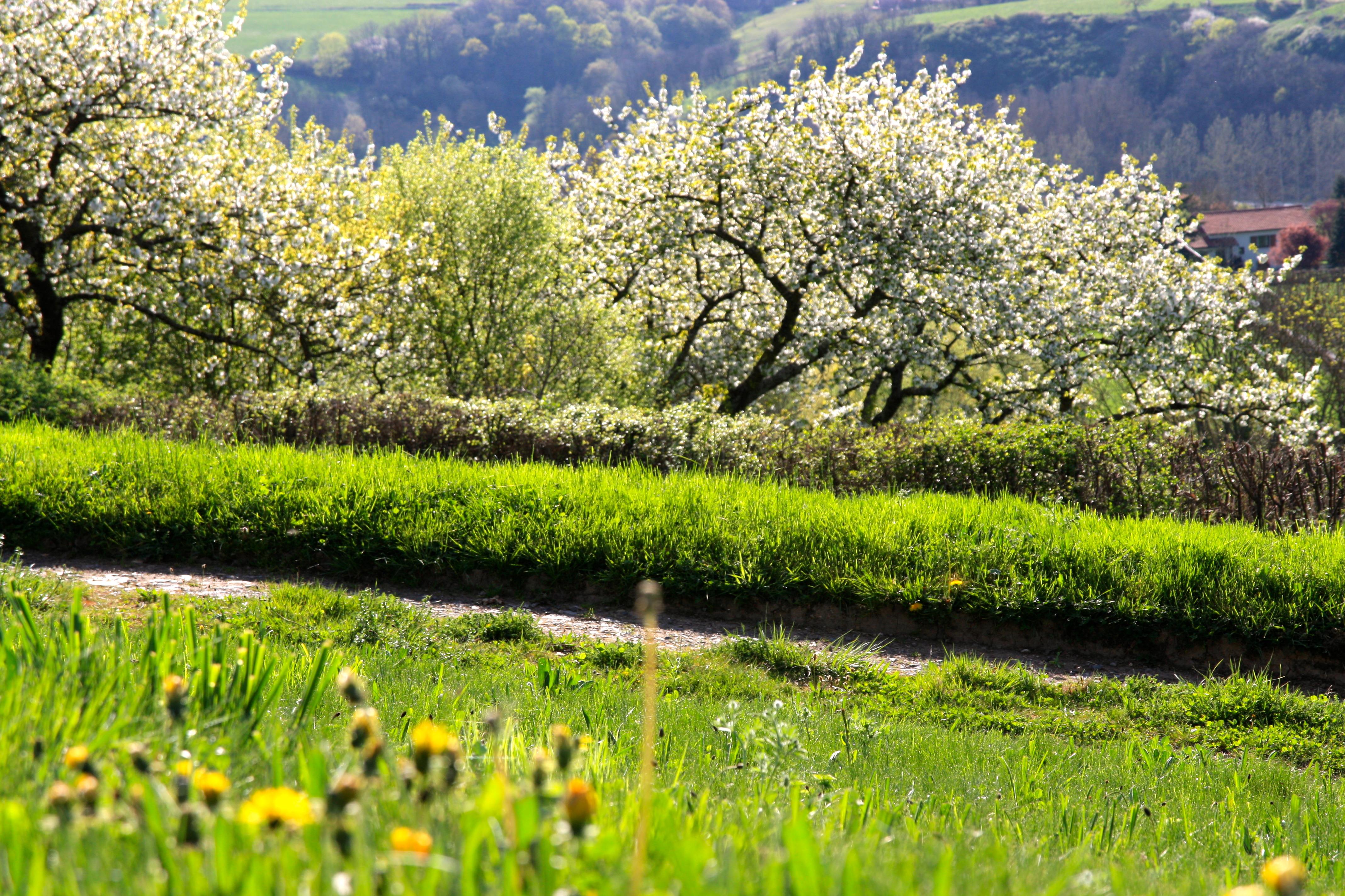 cerisiers-en-fleurs-la-source-doree.fr