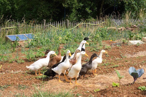 permaculture lyon