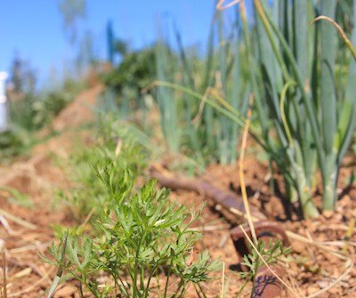 C’est le moment pour semer vos carottes d’hiver !