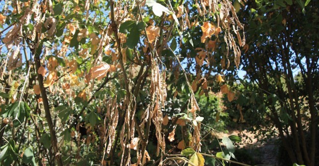 Sauver les plantations et légumes au potager