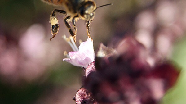 Einstein et les abeilles