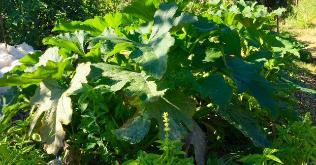 Atelier de permaculture automnal à La Source dorée