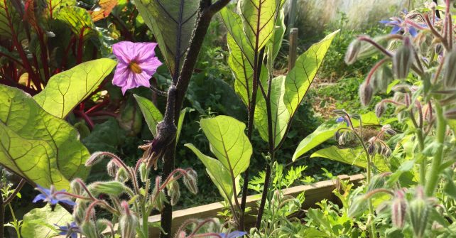 La permaculture pourquoi cet engouement ?