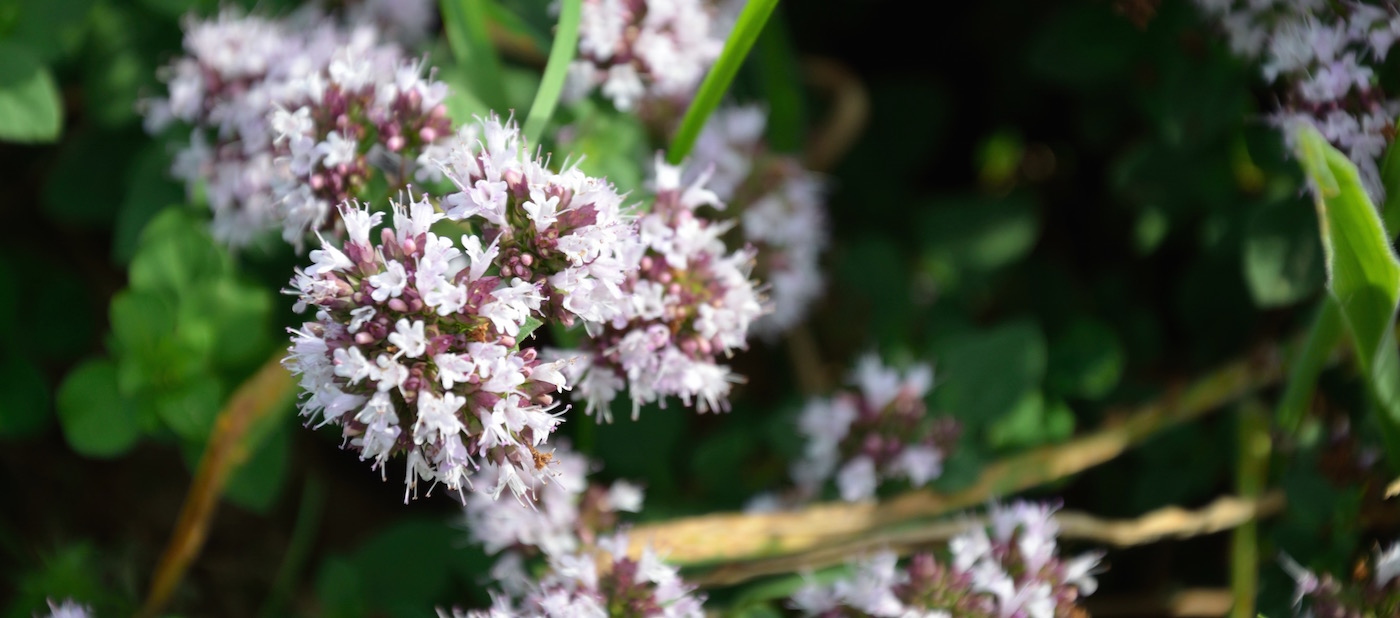 formations en permaculture