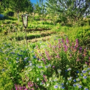 biodiversité des écosystèmes
