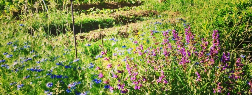 biodiversité des écosystèmes