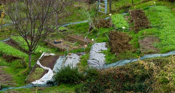 Jardin permaculture