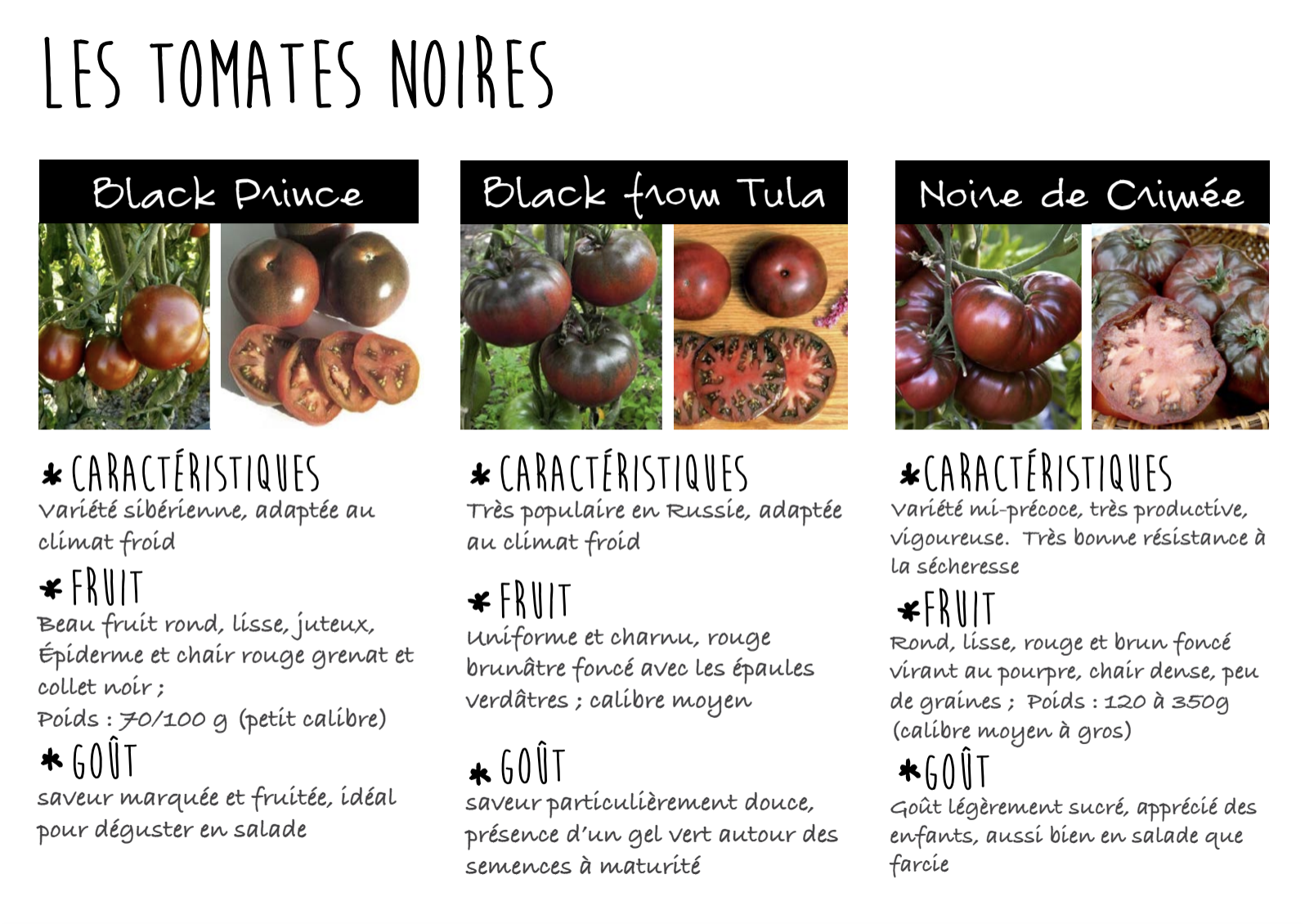 plants de tomates bio