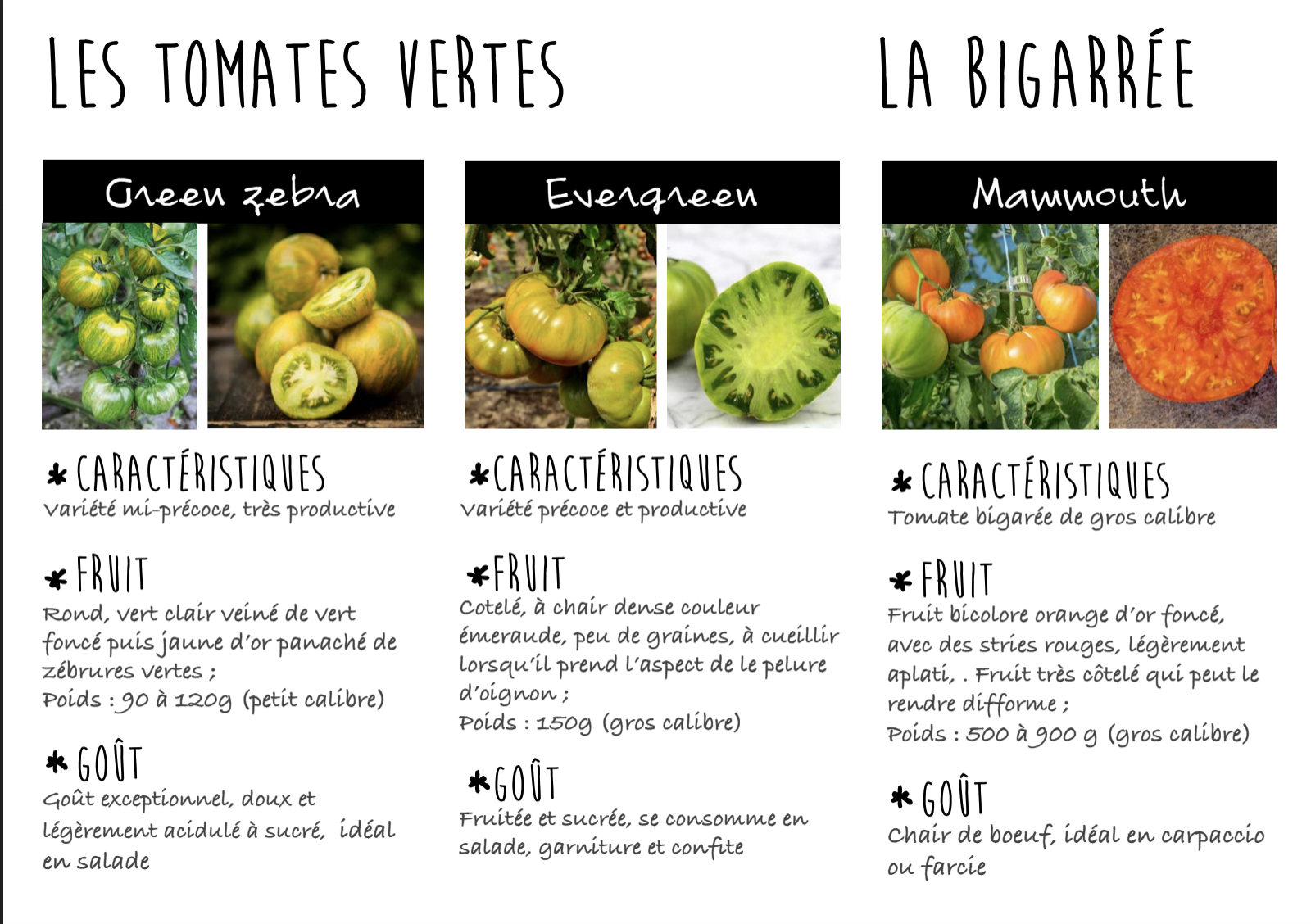 plants de tomates bio