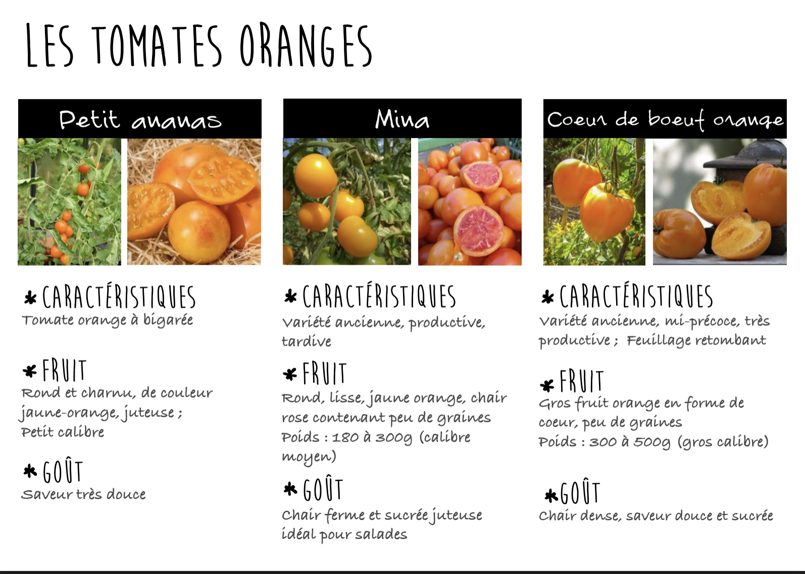 plants de tomates bio