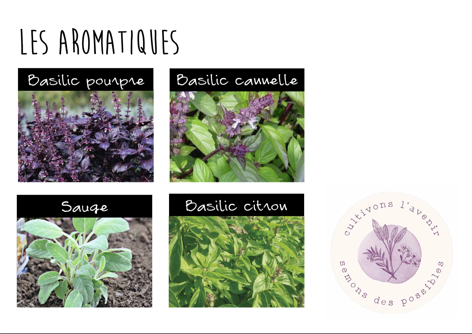 plants d'aromatiques bio