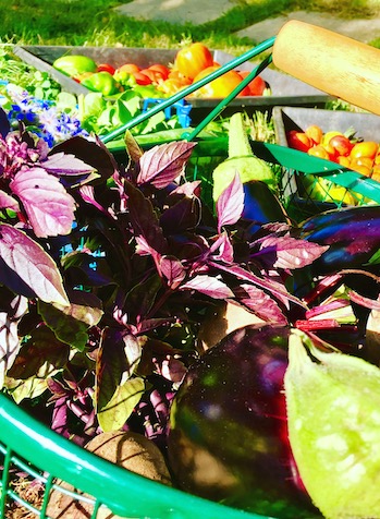 panier de légumes