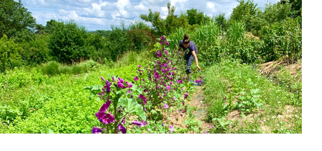 plantes aromatiques et médicinales