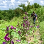 plantes aromatiques