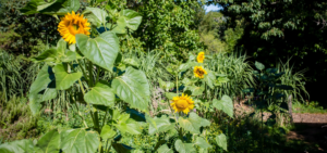 Biodiversité