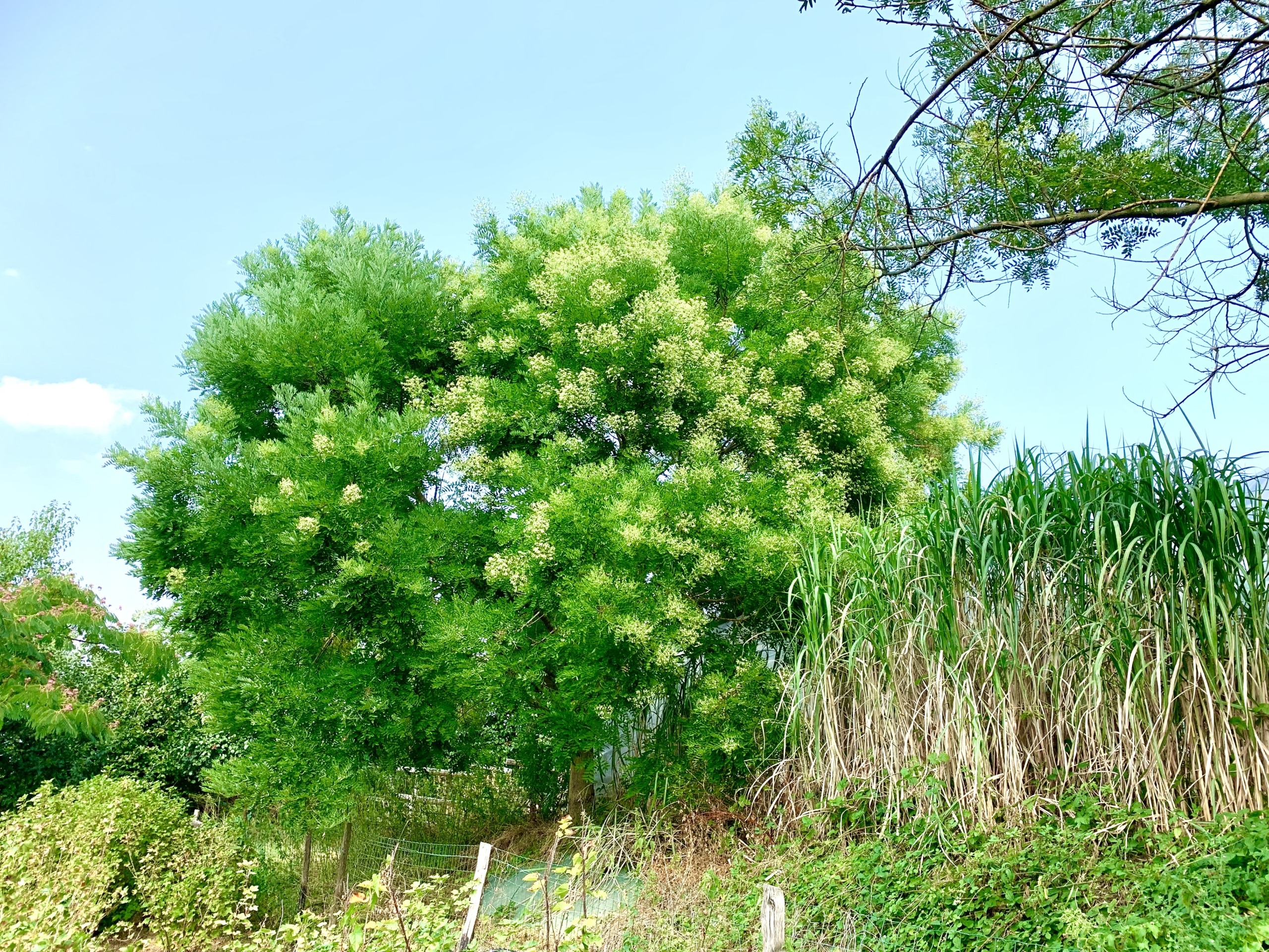 Arbres canicule sophora