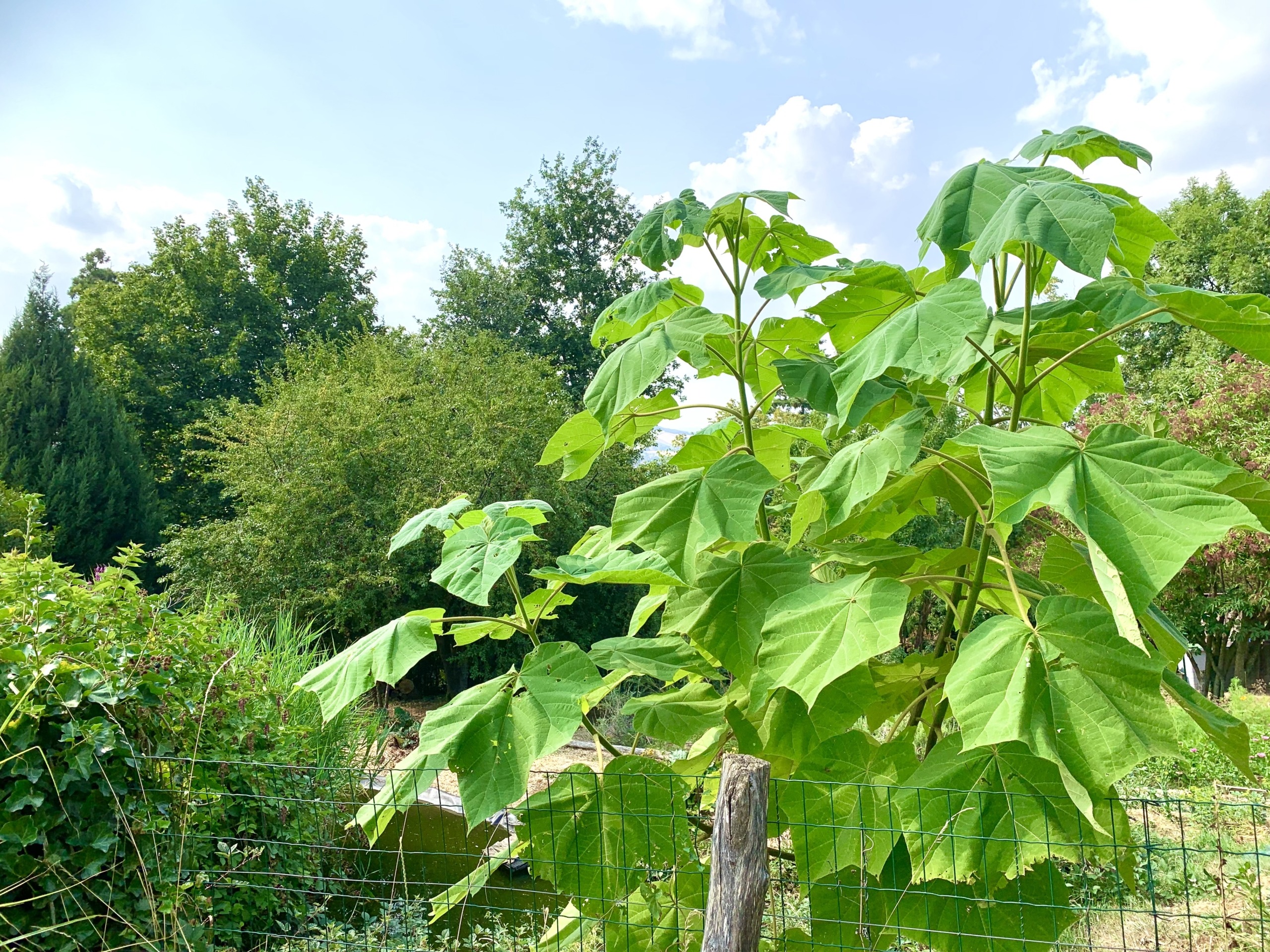 arbres canicule Rhône paulownia