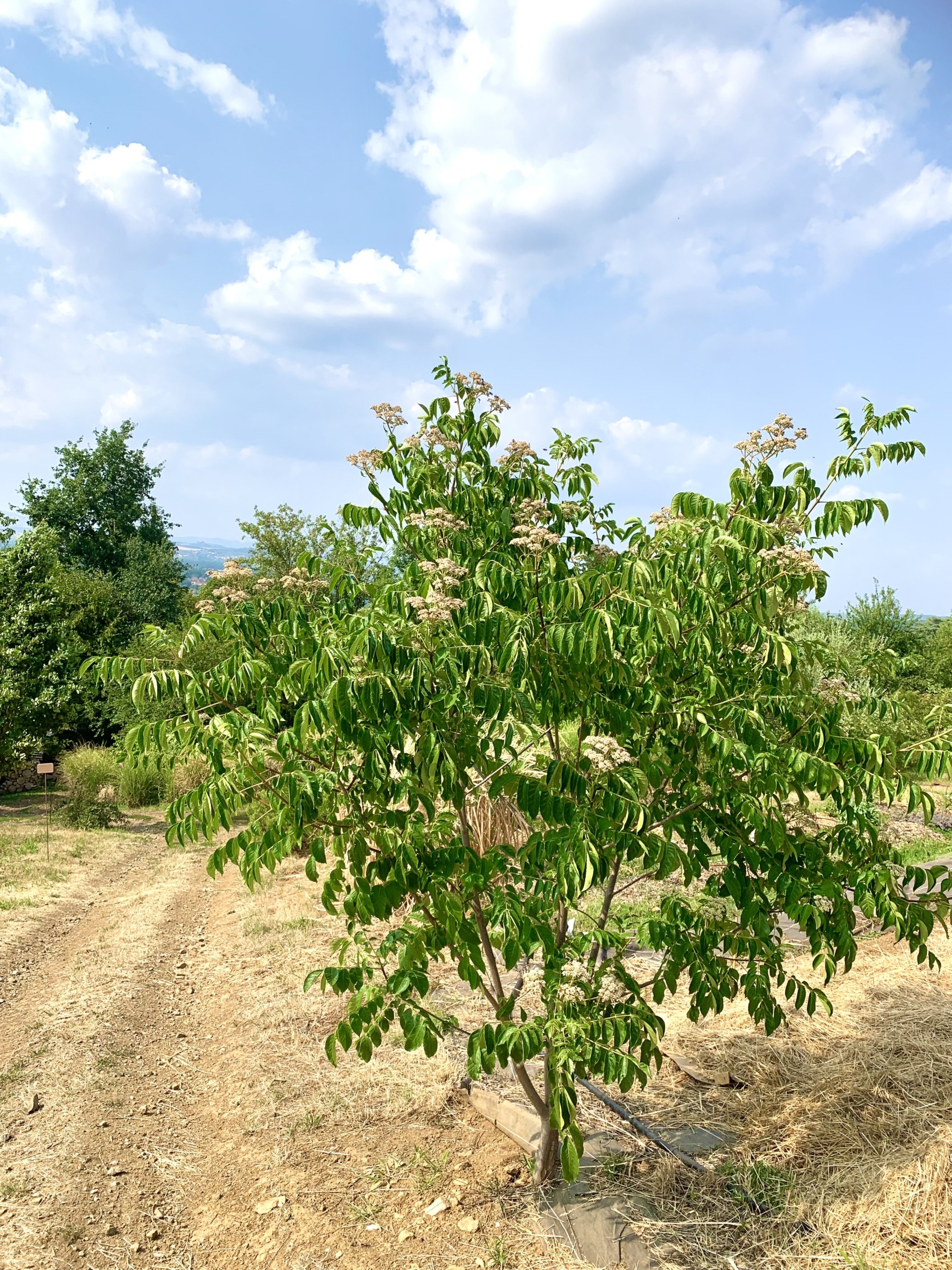 arbres canicule Rhône.tetradium