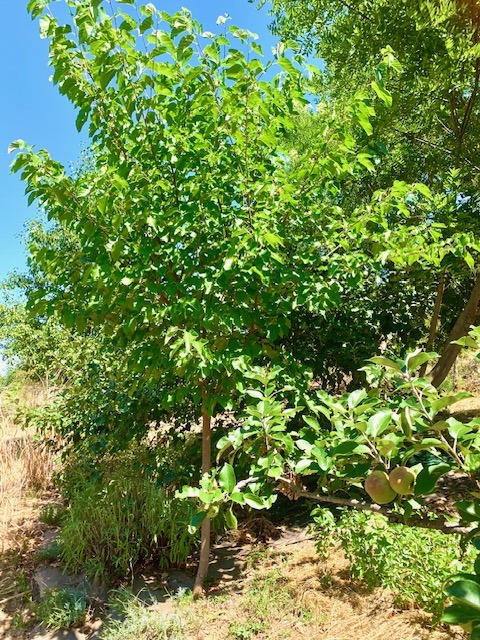 arbres canicule rhone