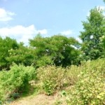 arbres canicule albizzia