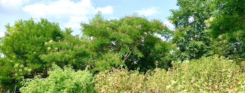 arbres canicule albizzia