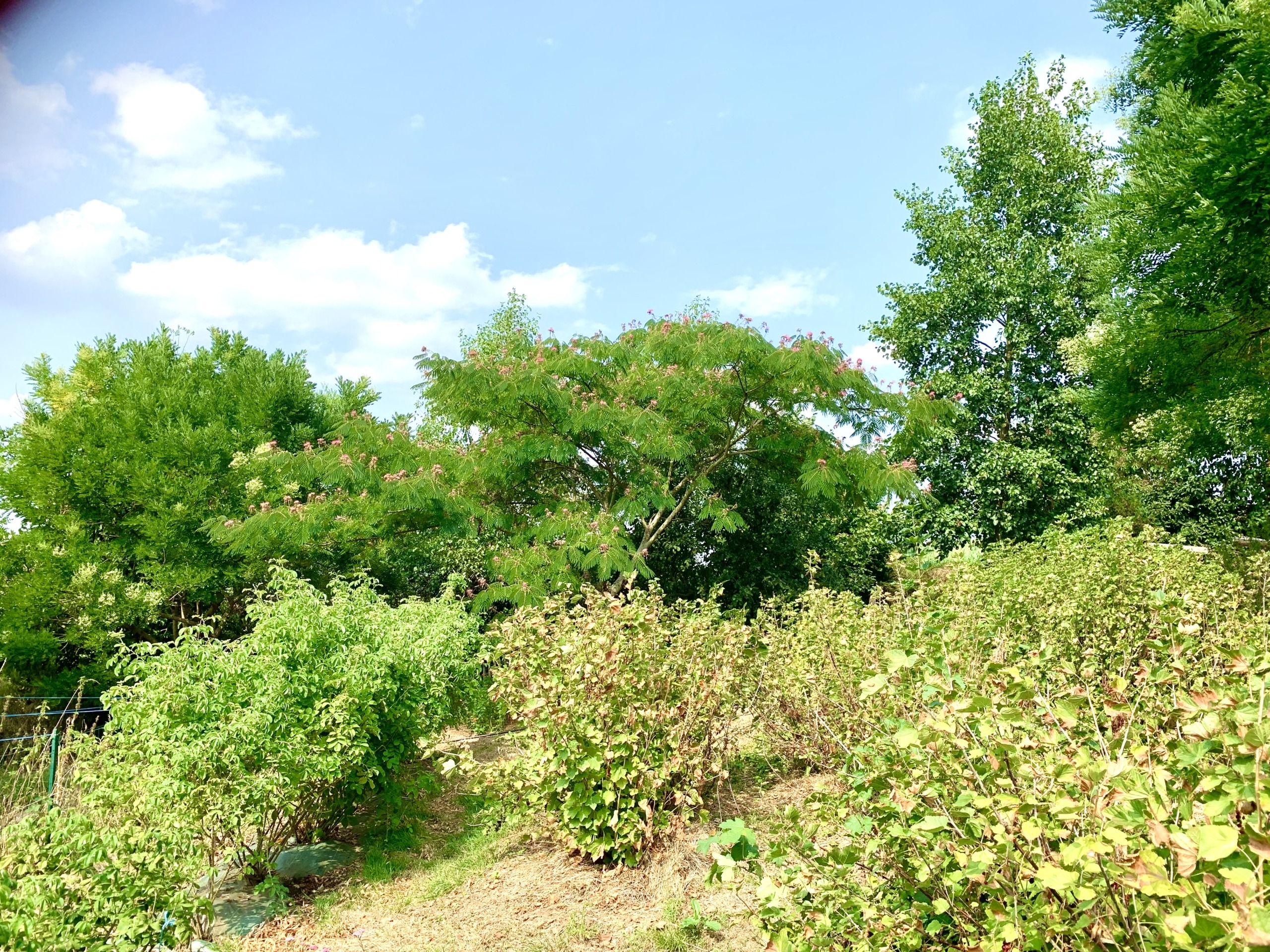 arbres canicule albizzia